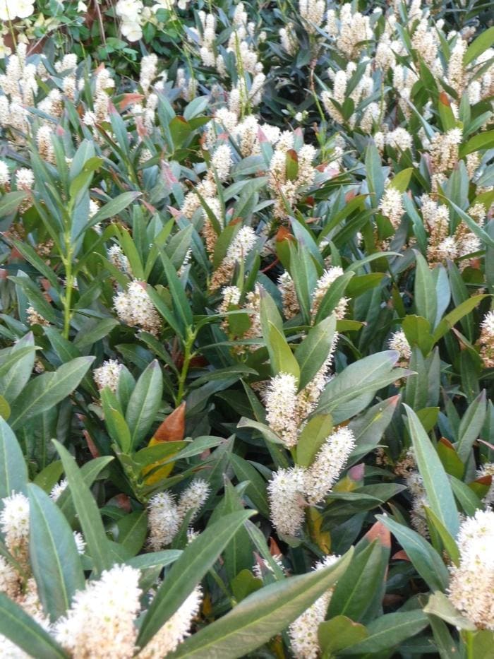 West Coast Schip Laurel (Prunus laurocerasus 'West coast schipkaensis') — reference photo