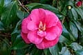 Jacks Spring Blooming Camellia (Camellia japonica 'Jacks') — reference photo