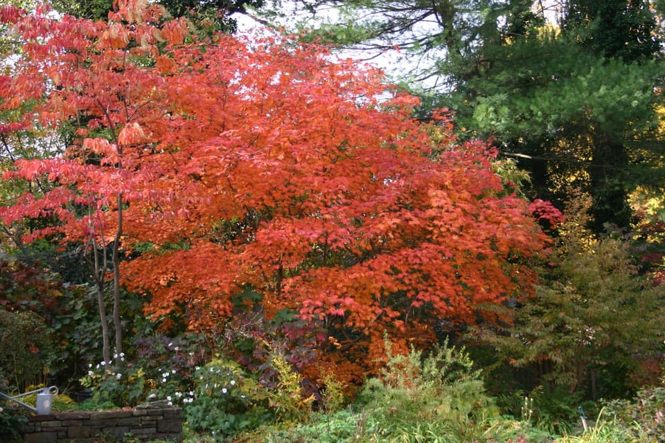 Fullmoon Maple 'Rising Sun' (Acer japonicum 'Rising sun') — reference photo