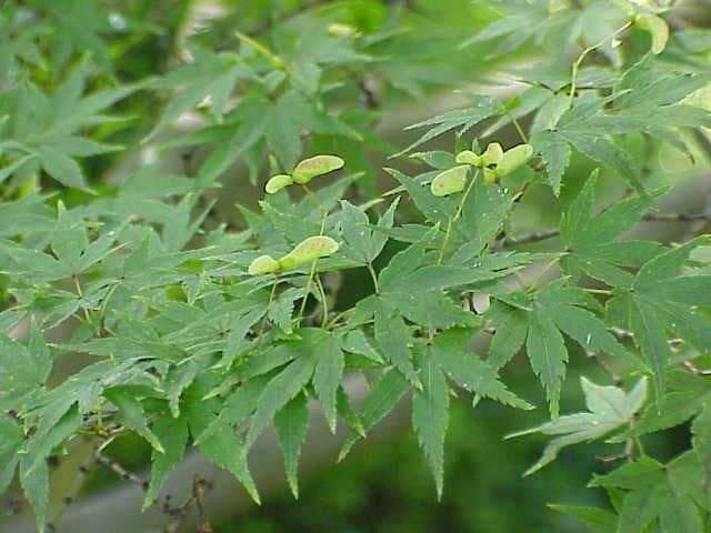 Japanese Maple 'Sharp' (Acer palmatum 'Sharp's pygmy') — reference photo