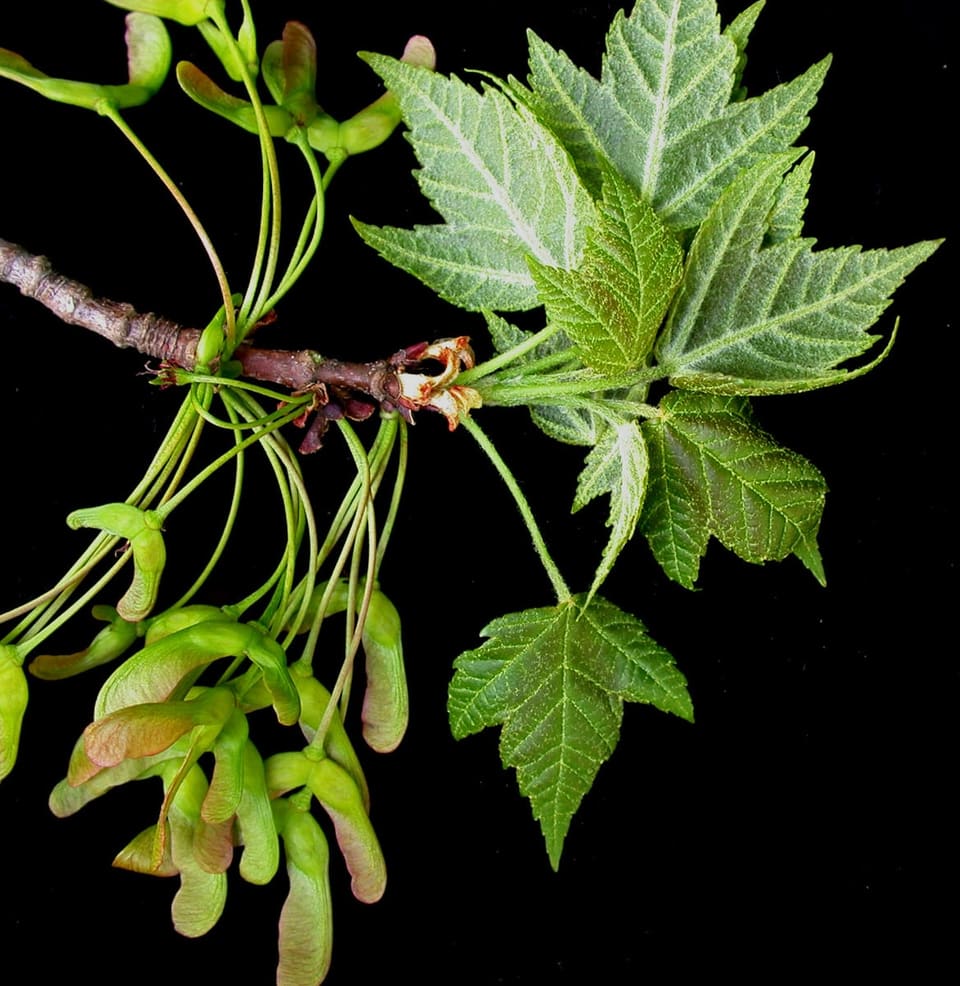 Red Maple 'Redpointe®' (Acer rubrum 'Redpointe®') — reference photo