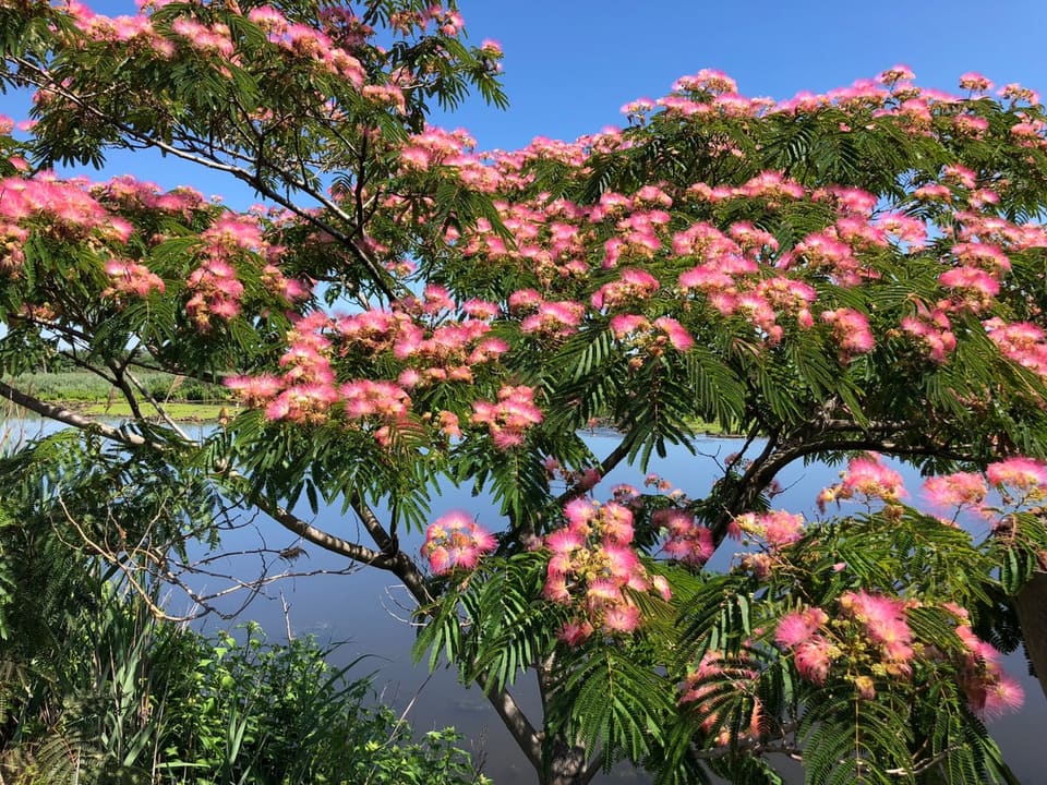 Silk Tree 'Summer Chocolate' (Albizia julibrissin' summer chocolate') — reference photo