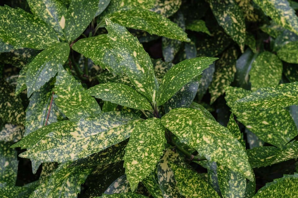 Spotted Laurel 'Rozannie' (Aucuba japonica 'Rozannie') — reference photo