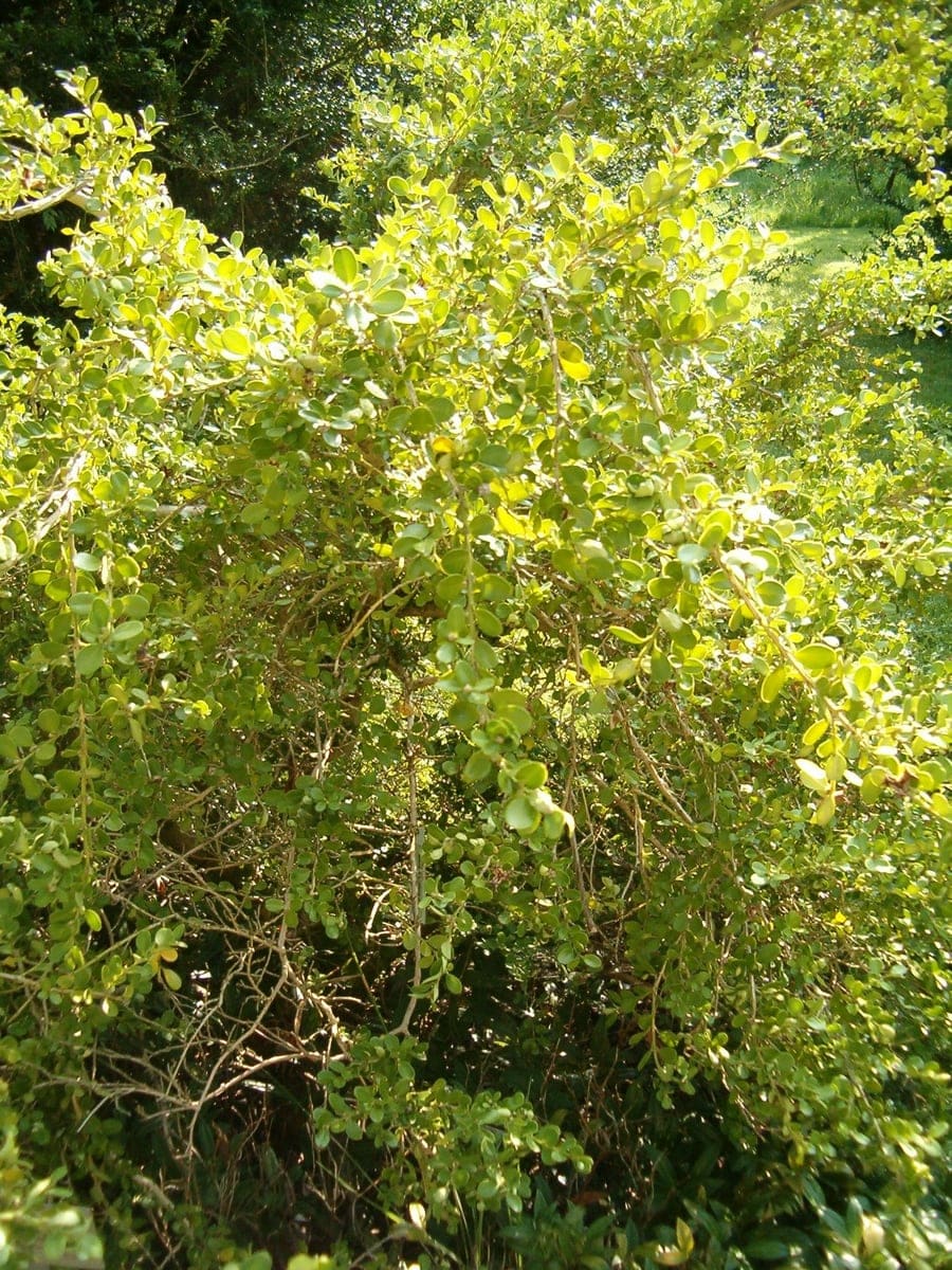 Littleleaf Boxwood 'Little Missy' (Buxus microphylla 'Little missy') — reference photo