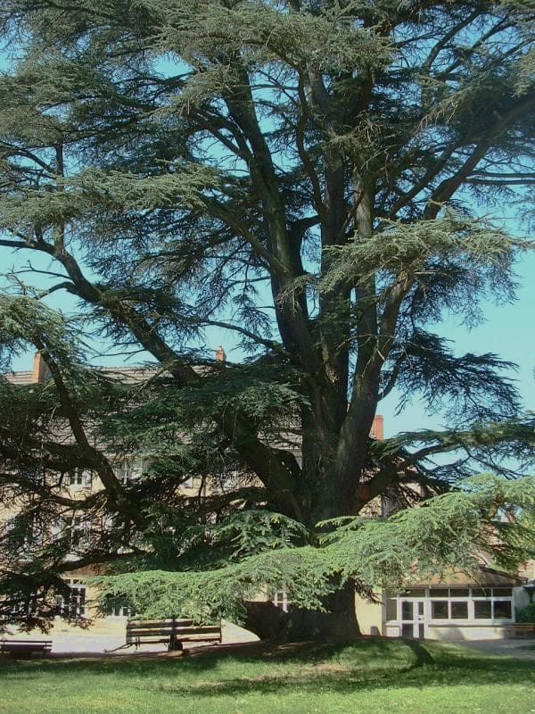 Cedar (Cedrus deodarastaked;) — reference photo