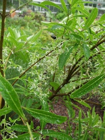 Fringe Tree (Chionanthus virginicusstandard (tree form -) — reference photo
