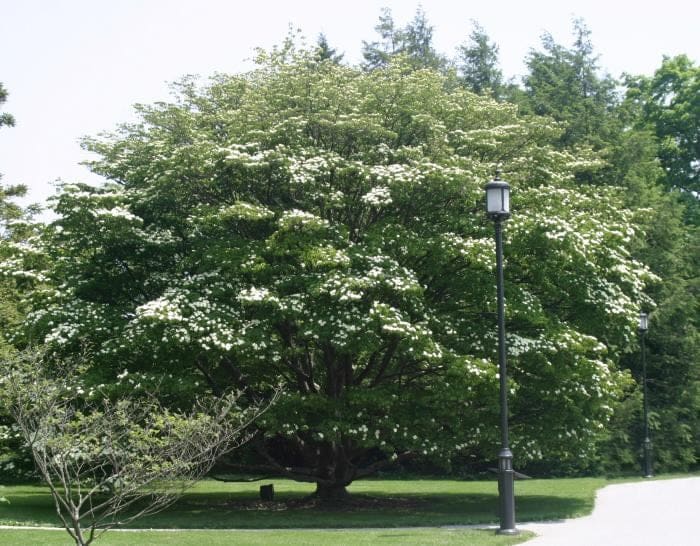 Kousa Dogwood 'Snow Tower' (Cornus kousa 'Snow tower') — reference photo