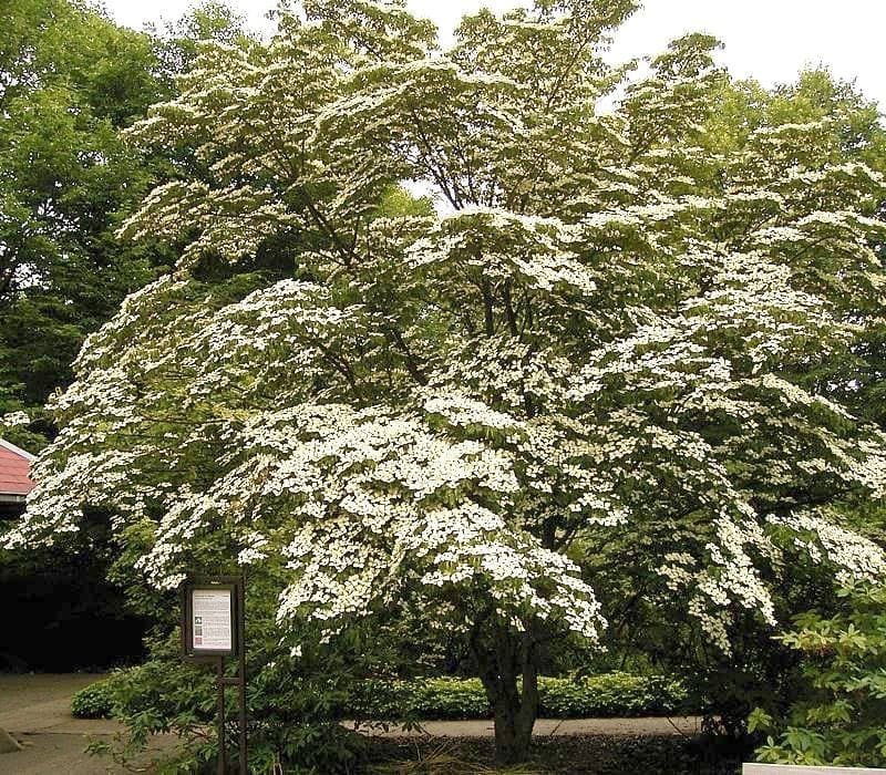 Hybrid Dogwood 'Stellar Pink' (Cornus × 'Stellar pink') — reference photo
