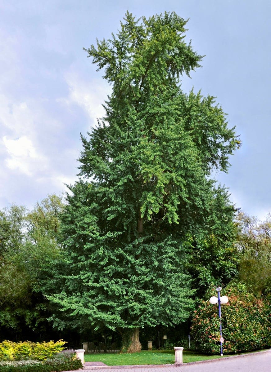 Ginkgo 'Ross Moore Weeping Wonder' (Ginkgo biloba 'Ross moore weeping wonder') — reference photo