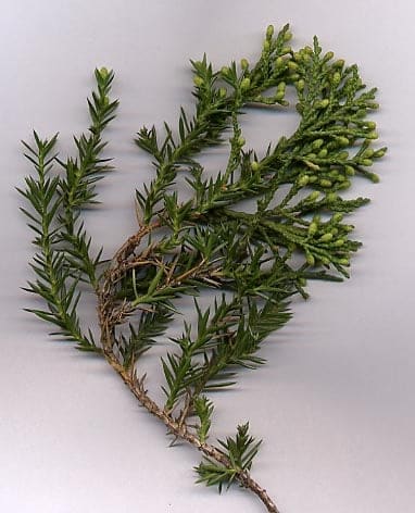 Pfitzer Juniper 'Glauca' (Juniperus chinensis pfitzeriana 'Glauca') — reference photo
