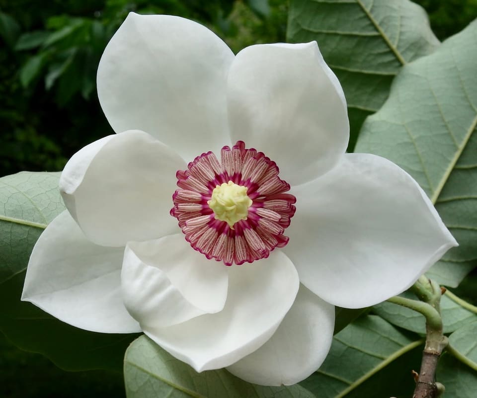 Hybrid Magnolia 'Judy Zuk' (Magnolia × 'Judy zuk') — reference photo