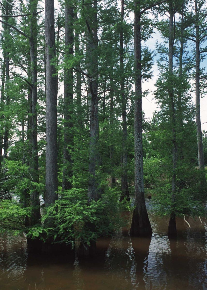 Bald Cypress 'Lindsey' (Taxodium distichum 'Lindsey's skyward™') — reference photo