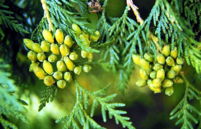 Eastern Arborvitae 'Degroot' (Thuja occidentalis 'Degroot's spire') — reference photo