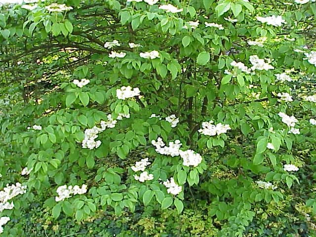 Doublefile Viburnum 'Steady Eddy' (Viburnum plicatum 'Steady eddy') — reference photo