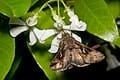 Confederate Jasmine (Trachelospermum jasminoides) — reference photo
